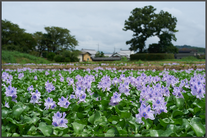 本薬師寺跡,ホテイアオイ(DSC_8163,58,7.1,Df)2014yaotomi_Top.jpg