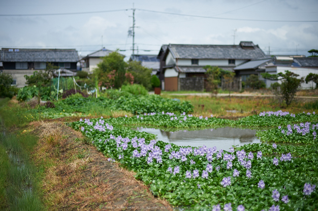 本薬師寺跡,ホテイアオイ(DSC_8180,58,1.8,Df)2014yaotomi_.jpg