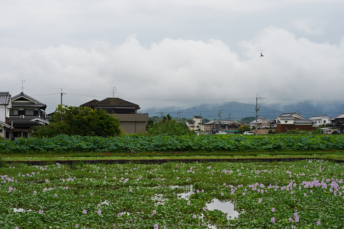 本薬師寺跡,ホテイアオイ,Cap(DSC_8048,58,6.3,Df)2014yaotomi_.jpg