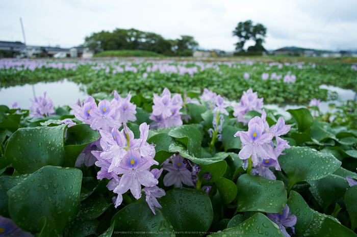 本薬師寺跡,ホテイアオイ,Cap(DSC_8100,20,6.3,Df)2014yaotomi_.jpg