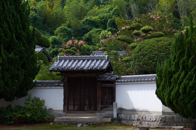 當麻寺,百日紅(DSCF7231,70.2mm,F7.1,XT1)2014yaotomi_.jpg