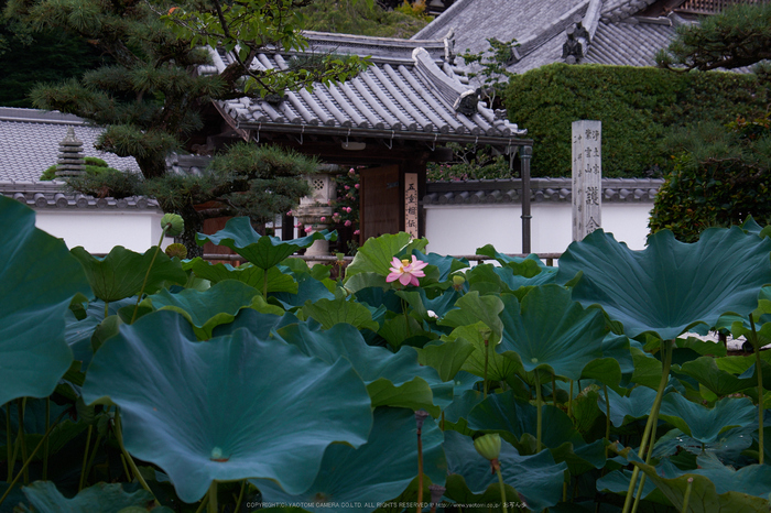 當麻寺,百日紅(DSCF7242,38.9mm,F6.4,XT1)2014yaotomi_.jpg