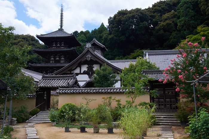 當麻寺,百日紅(DSCF7270,25.4mm,F9,XT1)2014yaotomi_.jpg