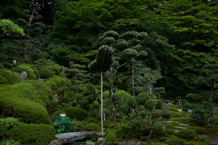 當麻寺,百日紅(DSCF7308,18mm,F9,XT1)2014yaotomi_.jpg