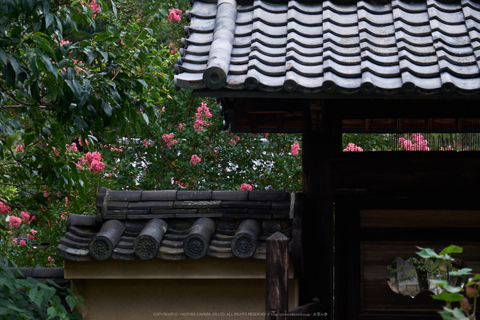 當麻寺,百日紅(DSCF7311,55.6mm,XT1)2014yaotomi_.jpg