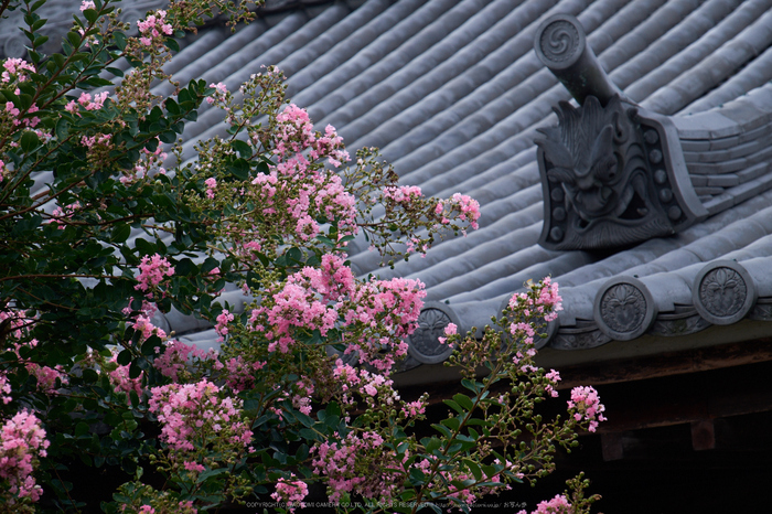 當麻寺,百日紅(DSCF7329,98.6mm,XT1)2014yaotomi_.jpg