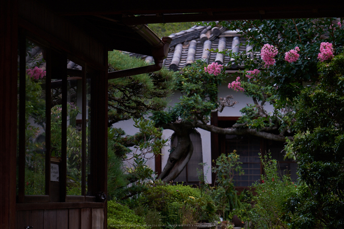 當麻寺,百日紅(DSCF7339,70.2mm,F5.6,XT1)2014yaotomi_.jpg