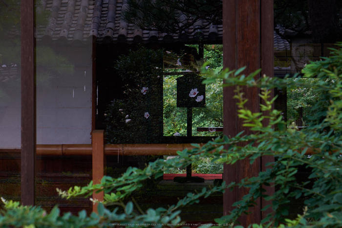 當麻寺,百日紅(DSCF7347,74.4mm,F9,XT1)2014yaotomi_.jpg
