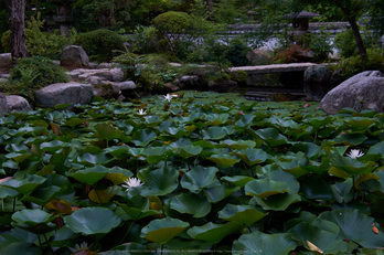 當麻寺,百日紅(DSCF7351,27.9mm,F5.6,XT1)2014yaotomi_.jpg