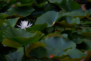 當麻寺,百日紅(DSCF7354,116.1mm,F6.4,XT1)2014yaotomi_.jpg