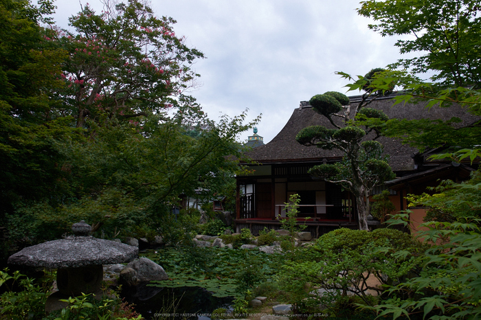 當麻寺,百日紅(DSCF7364,18mm,F8,XT1)2014yaotomi_.jpg