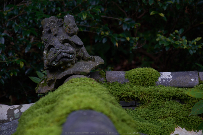 當麻寺,百日紅(DSCF7366,88.2mm,F5.6,XT1)2014yaotomi_.jpg