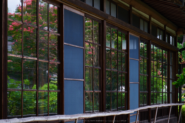 當麻寺,百日紅(DSCF7370,78.7mm,XT1)2014yaotomi_.jpg