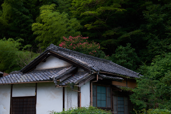 當麻寺,百日紅(DSCF7382,41.3mm,F9,XT1)2014yaotomi_.jpg