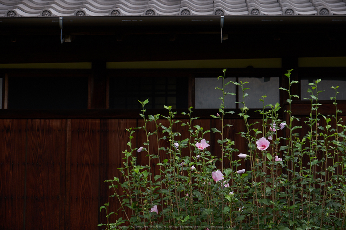 當麻寺,百日紅(DSCF7395,66.2mm,F6.4,XT1)2014yaotomi_.jpg