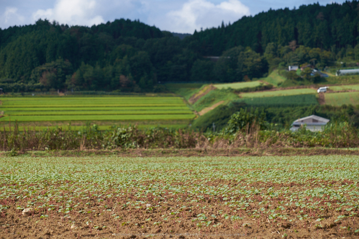 笠,蕎麦の花(DSCF7567,F6.4,70.2mm,XT1)2014yaotomi_.jpg