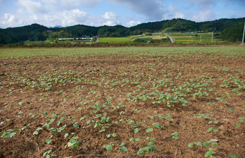 笠,蕎麦の花(DSCF7571,F6.4,18mm,XT1)2014yaotomi_.jpg