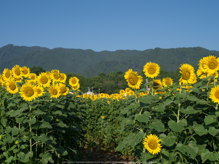 葛城,ひまわり(IMGP0409,645Z)2014yaotomi_.jpg