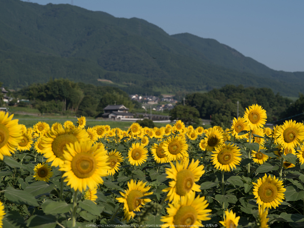 葛城,ひまわり(IMGP0443,645Z)2014yaotomi_.jpg