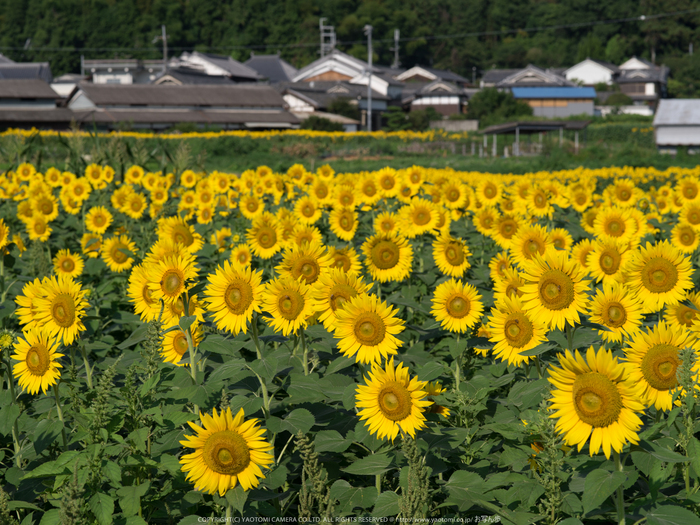 葛城,ひまわり(IMGP0475,645Z)2014yaotomi_.jpg