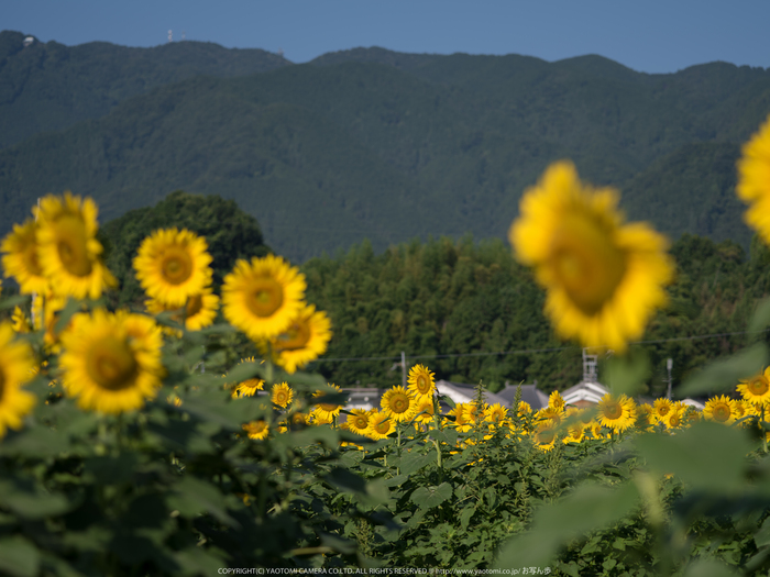 葛城,ひまわり(IMGP0483,645Z,FULL)2014yaotomi_.jpg