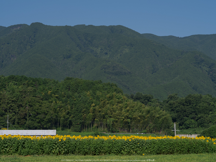 葛城,ひまわり(IMGP0498,645Z)2014yaotomi_.jpg