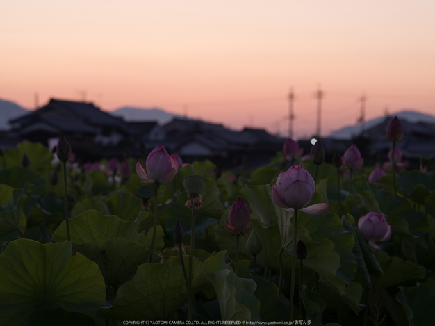 藤原宮跡,はす(IMGP0219,,0.6 秒 (f - 8.0),645Z)2014yaotomi_.jpg