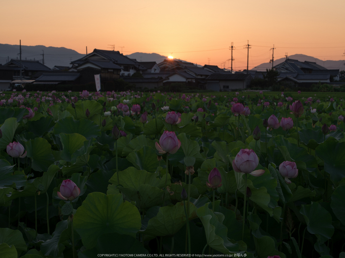 藤原宮跡,はす(IMGP0250,90 mm,1-15 秒 (f - 18),645Z)2014yaotomi_.jpg