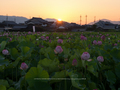 藤原宮跡,はす(IMGP0255,90 mm,1-15 秒 (f - 14),645Z,FULL)2014yaotomi_.jpg