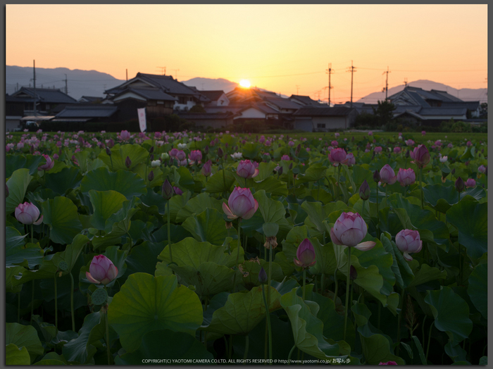 藤原宮跡,はす(IMGP0255,90mm,1-15秒(f14),645Z)2014yaotomi_Top.jpg