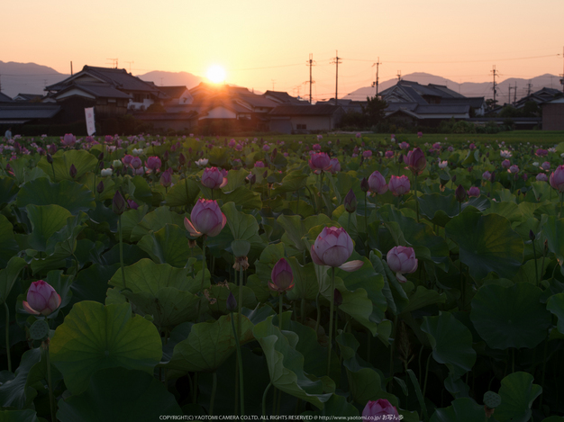 藤原宮跡,はす(IMGP0263,90 mm,1-13 秒 (f - 18),645Z)2014yaotomi_.jpg