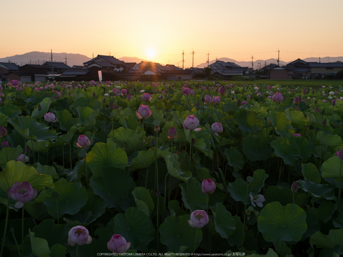 藤原宮跡,はす(IMGP0270,,1-50 秒 (f - 9.0),645Z)2014yaotomi_.jpg