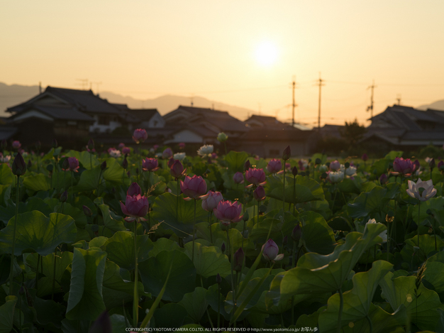 藤原宮跡,はす(IMGP0283,,1-200 秒 (f - 9.0),645Z)2014yaotomi_.jpg