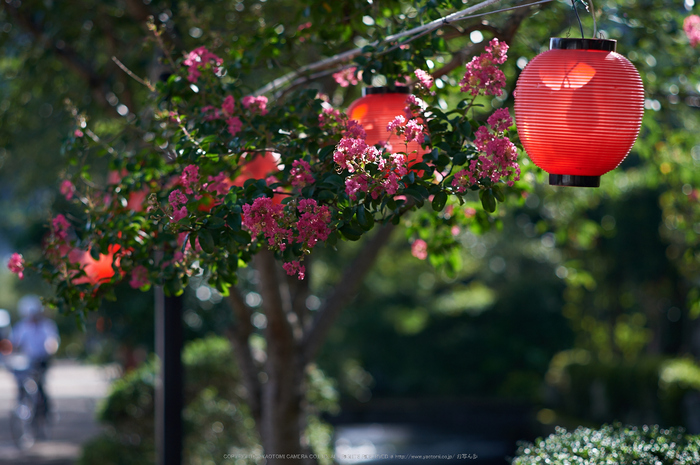 醒ヶ井,梅花藻(DSC_8618,85mm,F2.8,iso100,Df)2014yaotomi_.jpg