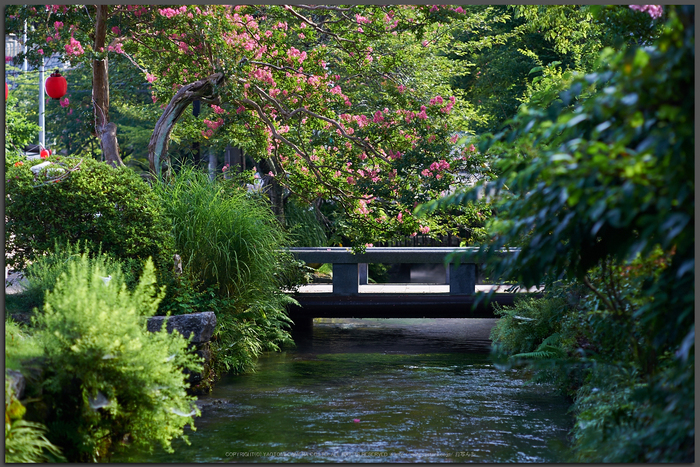 醒ヶ井,梅花藻(DSC_8659,85mm,F2.8,iso100,Top)2014yaotomi_.jpg