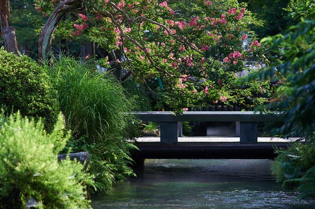 醒ヶ井,梅花藻(DSC_8675,135mm,F4,iso400,Df)2014yaotomi_.jpg