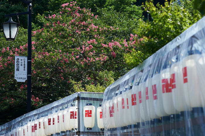 醒ヶ井,梅花藻(DSC_8706,85mm,F4,iso100,Df)2014yaotomi_.jpg