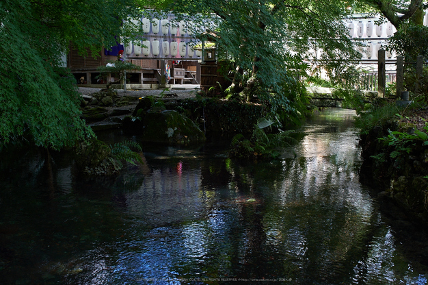 醒ヶ井,梅花藻(DSC_8727,35mm,F8,iso800,Df)2014yaotomi_.jpg