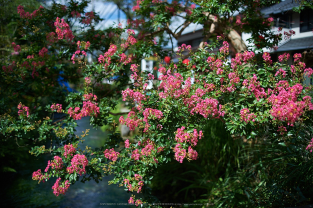 醒ヶ井,梅花藻(DSC_8768,35mm,F2,iso100,Df)2014yaotomi_.jpg