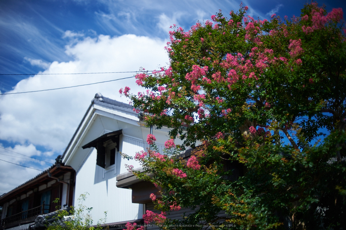 醒ヶ井,梅花藻(DSC_8842,35mm,F1.4,iso100,Df)2014yaotomi_.jpg