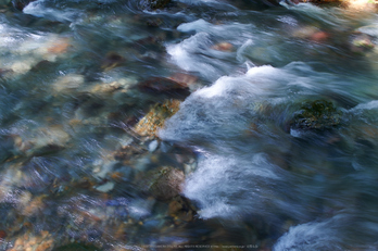 醒ヶ井,梅花藻(DSC_8888,35mm,F4,iso100,Df)2014yaotomi_.jpg