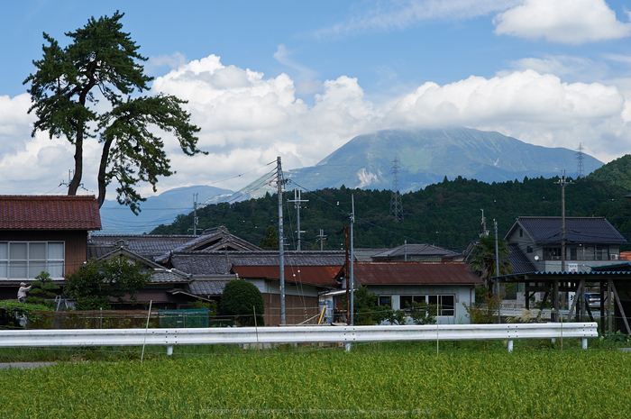 醒ヶ井,梅花藻(DSC_8905,85mm,F8,iso100,Df)2014yaotomi_.jpg