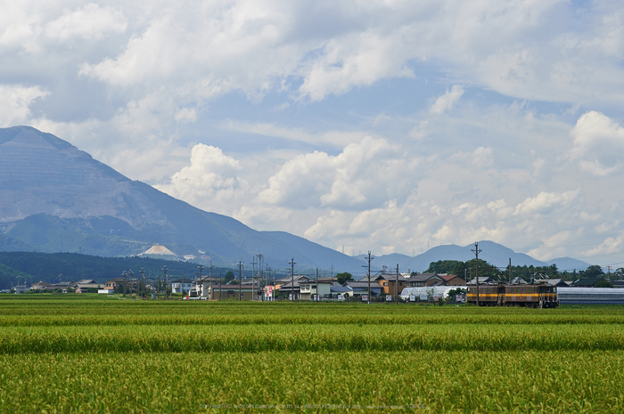 醒ヶ井,梅花藻(DSC_8913,85mm,F5.6,iso100,Df)2014yaotomi_.jpg