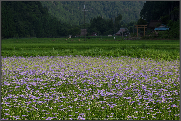 お写ん歩: Nikon AF-S NIKKOR 35mm f/1.4Gアーカイブ