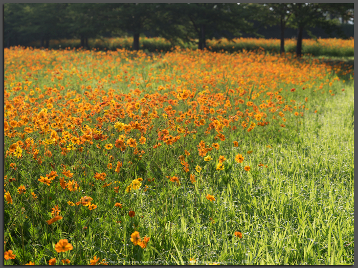 お写ん歩: smc PENTAX-A 645 120mm F4 Macroアーカイブ