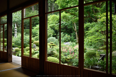 三千院,シュウカイドウ(DSC_0101,35mm,F2,D810)2014yaotomi_.jpg