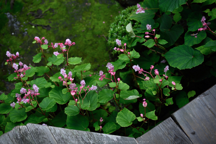 三千院,シュウカイドウ(DSC_0121,35mm,F2.5,D810)2014yaotomi_.jpg