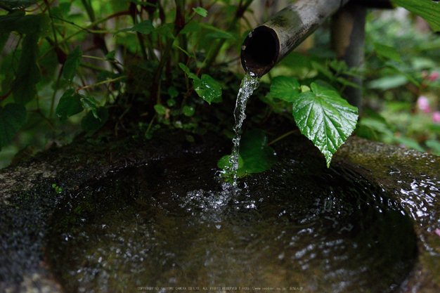 三千院,シュウカイドウ(DSC_0160,35mm,F2.5,D810)2014yaotomi_.jpg