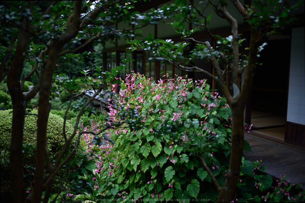 三千院,シュウカイドウ(DSC_0161,35mm,F2,D810)2014yaotomi_.jpg