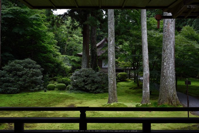 三千院,シュウカイドウ(DSC_0169,35mm,F6.3,D810)2014yaotomi_.jpg